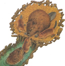 Бобры, возвращающиеся в хатку после прогулки